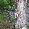 Paperbark Eucalypt, Endangered Woodland of Cumberland Plains